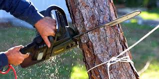 Best Weed Control  in Sterling, GA