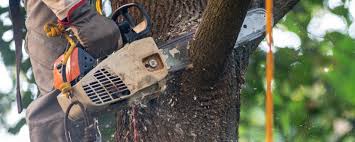 Best Tree Removal  in Sterling, GA