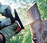 How Our Tree Care Process Works  in  Sterling, GA