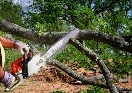 Best Utility Line Clearance  in Sterling, GA