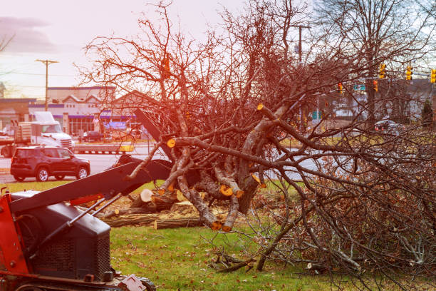 Best Hazardous Tree Removal  in Sterling, GA