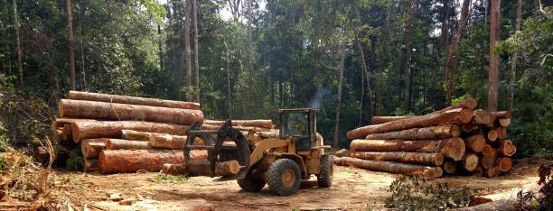 Best Firewood Processing and Delivery  in Sterling, GA