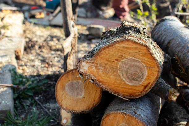Best Arborist Consultation Services  in Sterling, GA