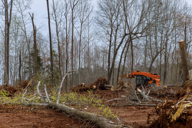 Best Tree Mulching  in Sterling, GA