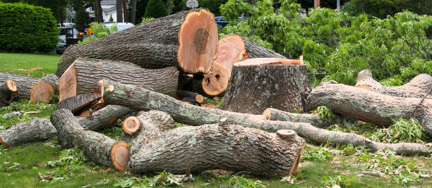 Best Lot and Land Clearing  in Sterling, GA