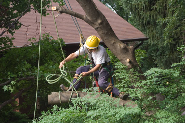 Best Tree Removal  in Sterling, GA