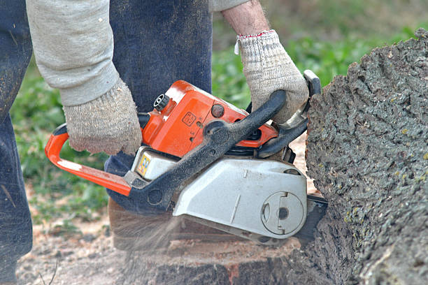 Best Storm Damage Tree Cleanup  in Sterling, GA