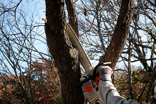 Best Commercial Tree Services  in Sterling, GA