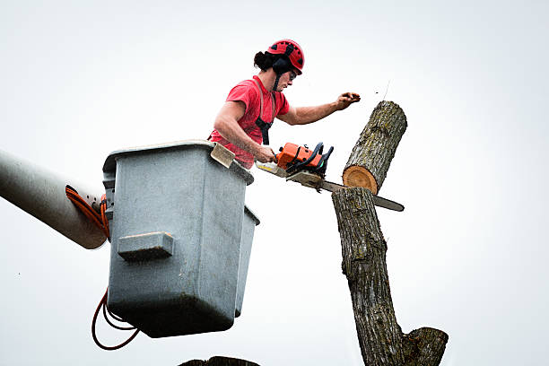 Best Tree Health Inspection  in Sterling, GA