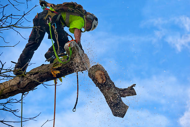 Best Fruit Tree Pruning  in Sterling, GA